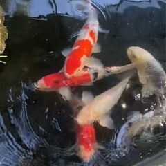 鯉　　の画像