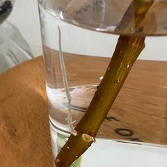 ② 観葉植物　フィカス アルテシーマ　の画像