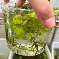 アナカリス浮き草セット＋ラムズ②の画像