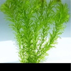 アナカリス浮き草セット＋ラムズ②の画像