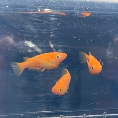 栗原楊貴妃（紅帝）若魚5匹の画像