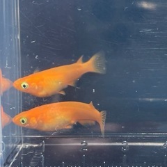 栗原楊貴妃（紅帝）若魚5匹の画像