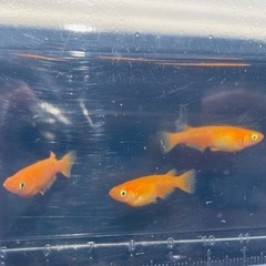 栗原楊貴妃（紅帝）若魚5匹の画像