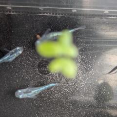 黒百式ラメメダカ幼魚6匹の画像