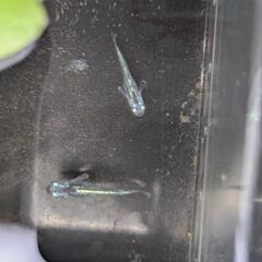 黒百式ラメメダカ幼魚6匹の画像