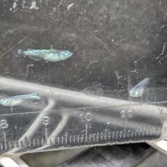 黒百式ラメメダカ幼魚6匹の画像