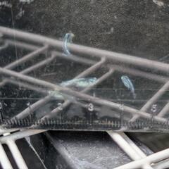 黒百式ラメメダカ幼魚6匹の画像