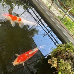 鯉　　の画像