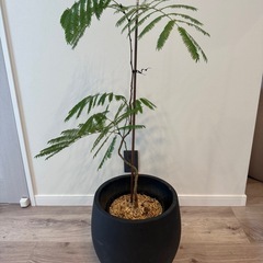 テラニアスバルーン アンティークブラック 鉢カバー 観葉植物 10号の画像