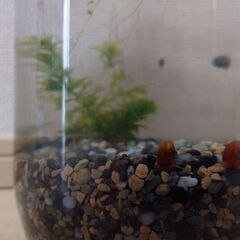 メダカ付きアクアリウムの画像