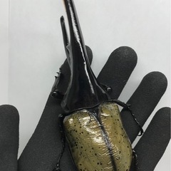D.Hヘラクレス オス153mm単品