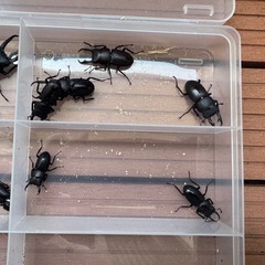 コクワガタ10匹　おまけのカブトムシ1匹　計11匹の画像