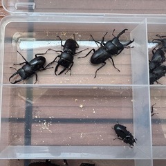コクワガタ10匹　おまけのカブトムシ1匹　計11匹の画像