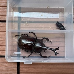 コクワガタ10匹　おまけのカブトムシ1匹　計11匹の画像