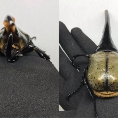 D.Hヘラクレス オス153mm単品の画像