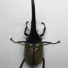 D.Hヘラクレス オス153mm単品の画像