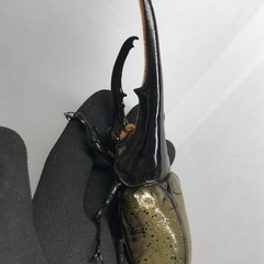 D.Hヘラクレス オス153mm単品の画像
