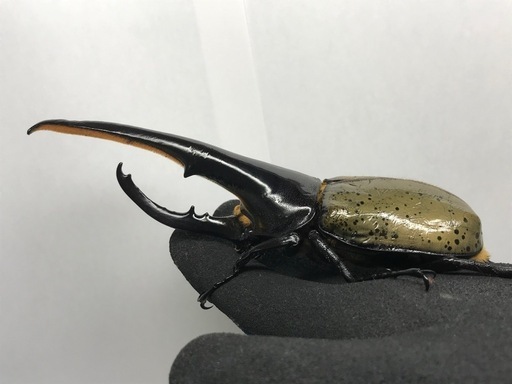 D.Hヘラクレス オス153mm単品