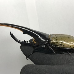 D.Hヘラクレス オス153mm単品の画像