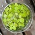 ランキングキーワードに紐づく投稿画像-メダカ