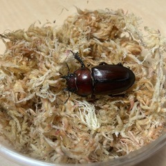 2匹とも6月成虫
トカラノコギリクワガタ（ペア）の画像
