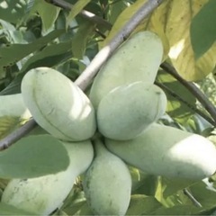 ポポー苗木（鉢植え）の画像