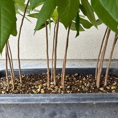 ポポー苗木（鉢植え）の画像