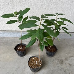 ポポー苗木の画像