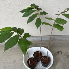 実生苗ポポー３本セットの画像