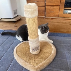 猫の爪とぎ(ハート型) キャットタワー
