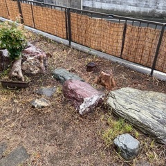庭石の画像