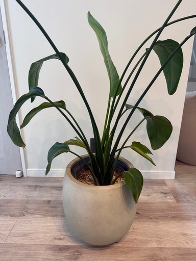 テラニアスバルーン アンティークホワイト 鉢カバー 観葉植物