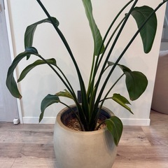 テラニアスバルーン アンティークホワイト 鉢カバー 観葉植物の画像