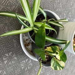観葉植物　3点の画像