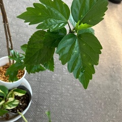 観葉植物　3点の画像