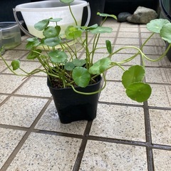 ポット入り水草ウォーターコインの画像
