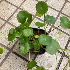 ポット入り水草ウォーターコインの画像