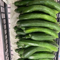 朝採りたて　新鮮きゅうり10本の画像