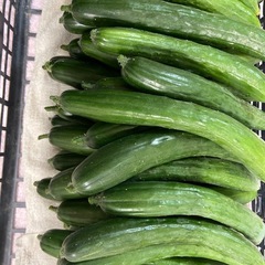 朝採りたて　新鮮きゅうり10本の画像