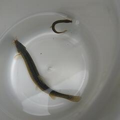 🐟 かわいいドジョウの画像