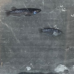 ミッドナイトフリル漆黒の画像