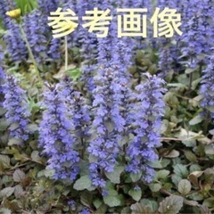 アジュガ苗