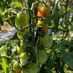 週1回・野菜無人販売行っていますの画像