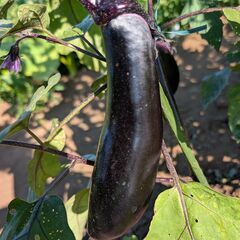週1回・野菜無人販売行っていますの画像