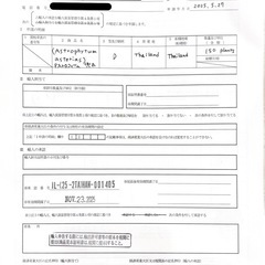 アストロフィツム　スーパー兜　Ｖタイプの画像