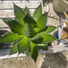 USホリダの画像