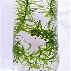 水草　アナカリス　金魚、メダカ等に　（２０ｃｍ前後）7本でのお取引の画像
