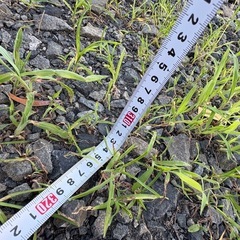 造園　７段 三脚　剪定　梯子　ハシゴ の画像