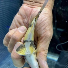 完品ダトニオ ハイイエローの画像