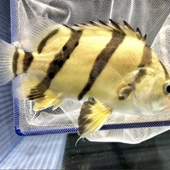 完品ダトニオ ハイイエローの画像